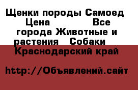 Щенки породы Самоед › Цена ­ 20 000 - Все города Животные и растения » Собаки   . Краснодарский край